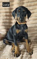 Lucy, a female Doberman Pinscher for sale in Albany, OH – 1 of 6