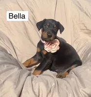 Bella, a female Doberman Pinscher for sale in Albany, OH – 6 of 6