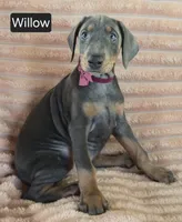 Willow, a female Doberman Pinscher for sale in Albany, OH – 2 of 5