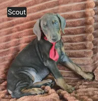 Scout, a male Doberman Pinscher for sale in Albany, OH – 3 of 4