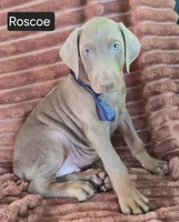 Roscoe, a male Doberman Pinscher for sale in Albany, OH – 6 of 6