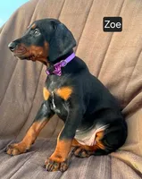 Zoe, a female Doberman Pinscher for sale in Albany, OH – 3 of 5