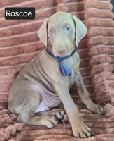 Roscoe, a male Doberman Pinscher for sale in Albany, OH – 5 of 6