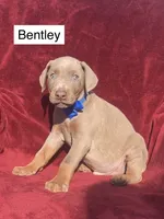 Bentley, a male Doberman Pinscher for sale in Albany, OH – 2 of 5