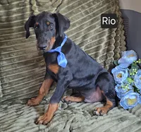 Rio, a male Doberman Pinscher for sale in Albany, OH – Photo 1 of 3