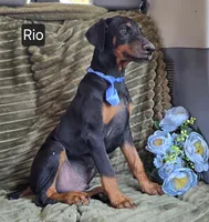 Rio, a male Doberman Pinscher for sale in Albany, OH – Photo 2 of 3