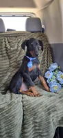 Rio, a male Doberman Pinscher for sale in Albany, OH – Photo 3 of 3