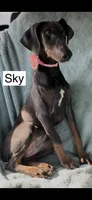 Sky, a female Doberman Pinscher for sale in Albany, OH – 3 of 7