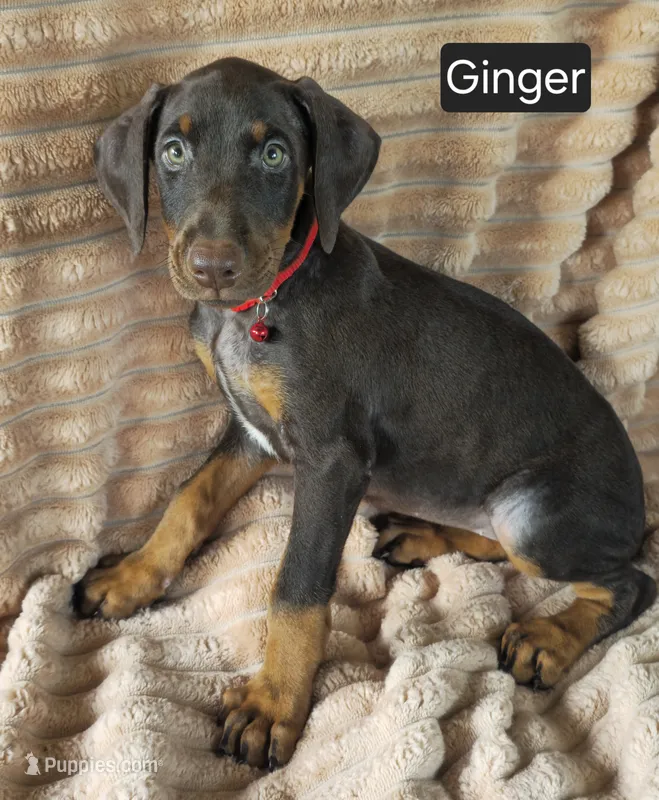 Ginger – Doberman Pinscher puppy for sale in Albany, OH