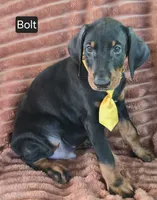 Bolt, a male Doberman Pinscher for sale in Albany, OH – 5 of 6