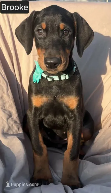 Brooke – Doberman Pinscher puppy for sale in Albany, OH