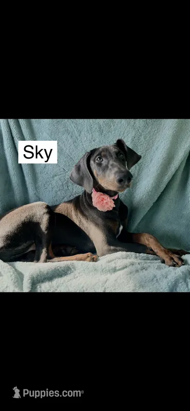 Sky – Doberman Pinscher puppy for sale in Albany, OH
