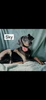Sky, a female Doberman Pinscher for sale in Albany, OH – 1 of 7