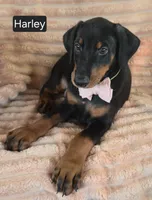 Harley, a female Doberman Pinscher for sale in Albany, OH – 1 of 6