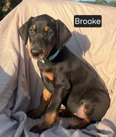 Brooke, a female Doberman Pinscher for sale in Albany, OH – 4 of 4