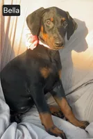 Bella, a female Doberman Pinscher for sale in Albany, OH – 7 of 7