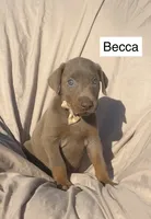 Becca, a female Doberman Pinscher for sale in Albany, OH – 2 of 4