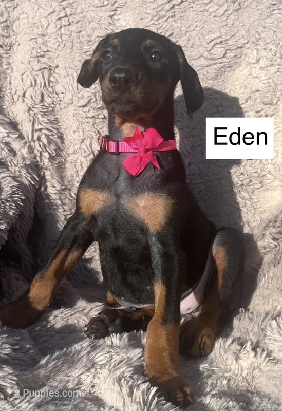 Eden – Doberman Pinscher puppy for sale in Albany, OH