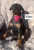 Eden, a female Doberman Pinscher for sale in Albany, OH – 1 of 3
