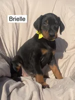 Briella, a female Doberman Pinscher for sale in Albany, OH – 6 of 7