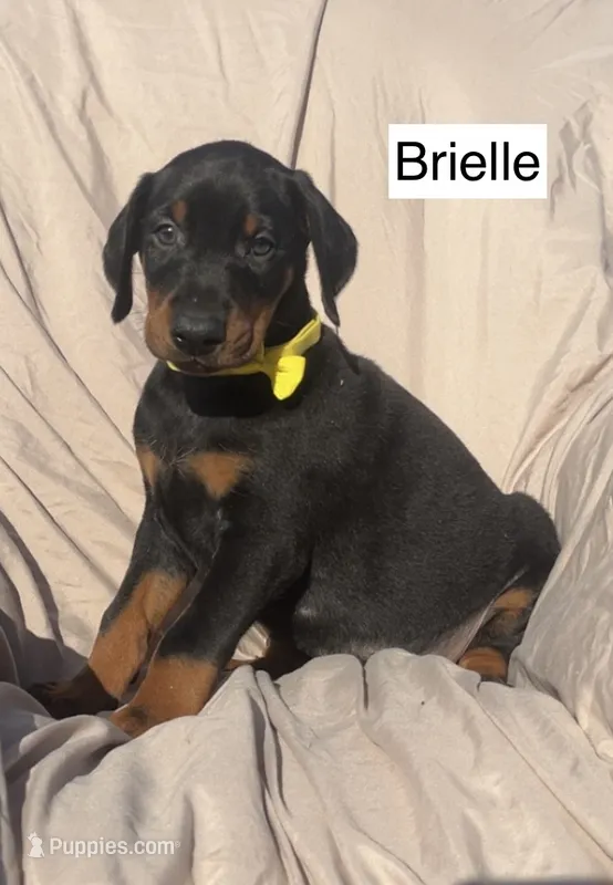 Briella – Doberman Pinscher puppy for sale in Albany, OH