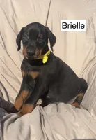 Briella, a female Doberman Pinscher for sale in Albany, OH – 1 of 7
