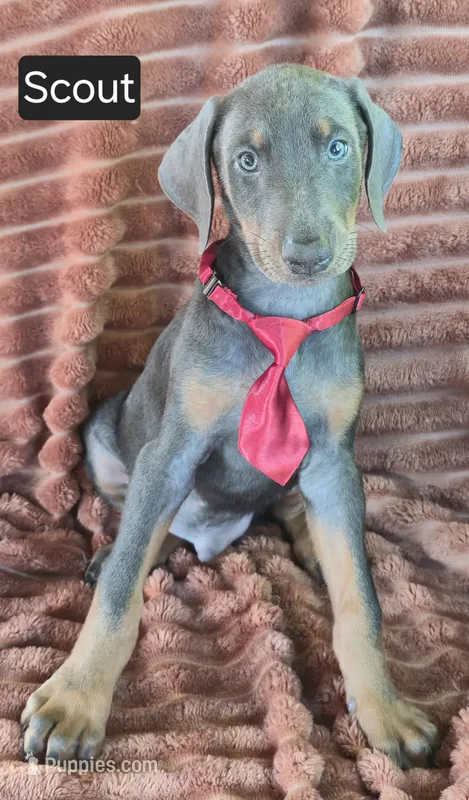 Scout – Doberman Pinscher puppy for sale in Albany, OH