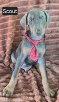 Scout, a male Doberman Pinscher for sale in Albany, OH – 1 of 4