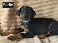 Sadie, a female Doberman Pinscher for sale in Albany, OH – 3 of 7