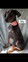Sky, a female Doberman Pinscher for sale in Albany, OH – 7 of 7