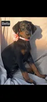 Bella WEEKEND SPECIAL $250 OFF!, a female Doberman Pinscher for sale in Albany, OH – 7 of 10