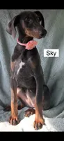 Sky, a female Doberman Pinscher for sale in Albany, OH – 4 of 7