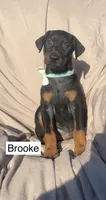 Brooke, a female Doberman Pinscher for sale in Albany, OH – 5 of 7
