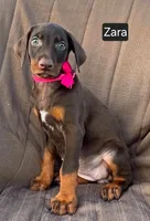 Zara, a female Doberman Pinscher for sale in Albany, OH – 3 of 5