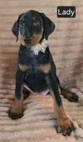 Lady, a female Doberman Pinscher for sale in Albany, OH – 4 of 4