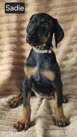 Sadie, a female Doberman Pinscher for sale in Albany, OH – 6 of 7