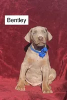 Bentley, a male Doberman Pinscher for sale in Albany, OH – 4 of 5