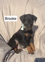 Brooke, a female Doberman Pinscher for sale in Albany, OH – 3 of 7