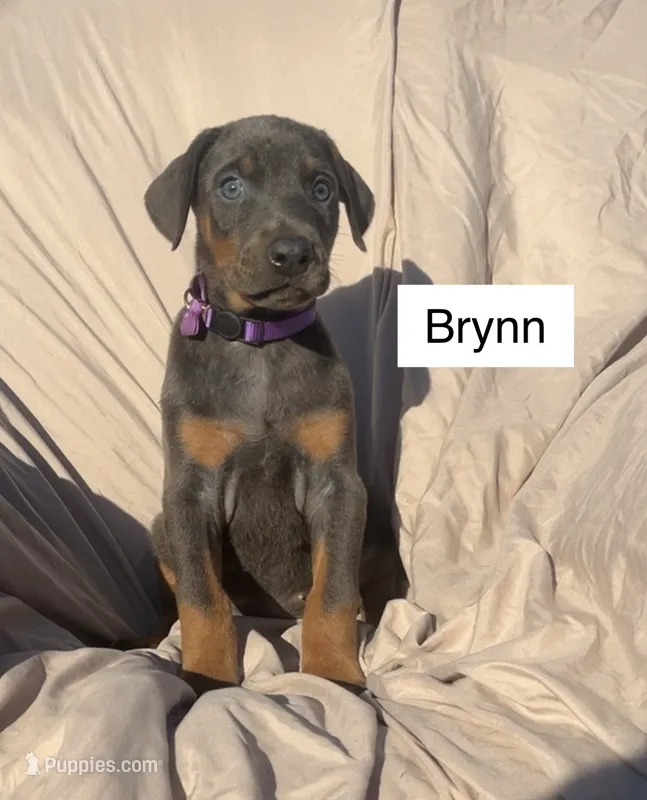 Brynn – Doberman Pinscher puppy for sale in Albany, OH