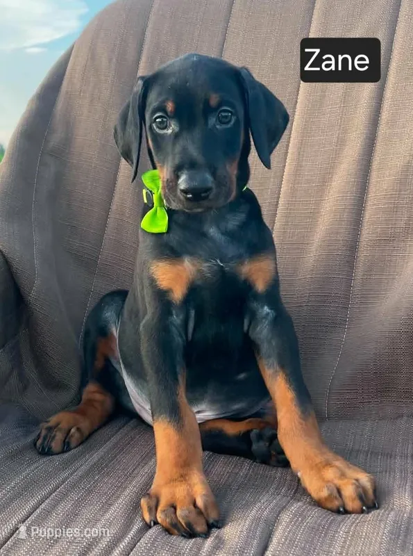 Zane – Doberman Pinscher puppy for sale in Albany, OH