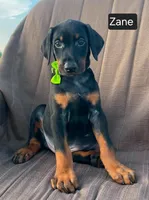 Zane, a male Doberman Pinscher for sale in Albany, OH – 1 of 4