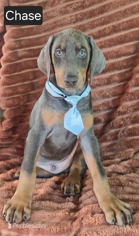 Chase – Doberman Pinscher puppy for sale in Albany, OH