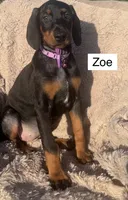 Zoe, a female Doberman Pinscher for sale in Albany, OH – 1 of 3
