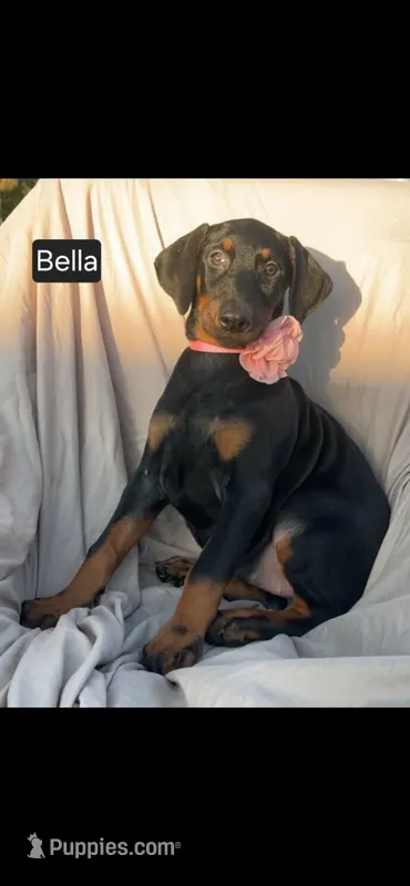 Bella WEEKEND SPECIAL $250 OFF! – Doberman Pinscher puppy for sale in Albany, OH