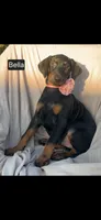 Bella WEEKEND SPECIAL $250 OFF!, a female Doberman Pinscher for sale in Albany, OH – 1 of 10