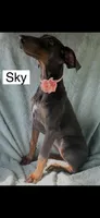 Sky, a female Doberman Pinscher for sale in Albany, OH – 2 of 7
