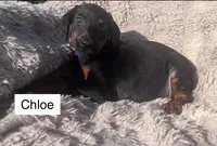 Chloe, a female Doberman Pinscher for sale in Albany, OH – 2 of 4