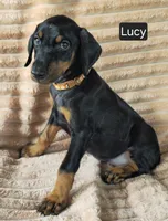 Lucy, a female Doberman Pinscher for sale in Albany, OH – 2 of 6