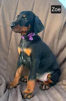 Zoe, a female Doberman Pinscher for sale in Albany, OH – 5 of 5