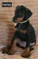 Harley, a female Doberman Pinscher for sale in Albany, OH – 2 of 6
